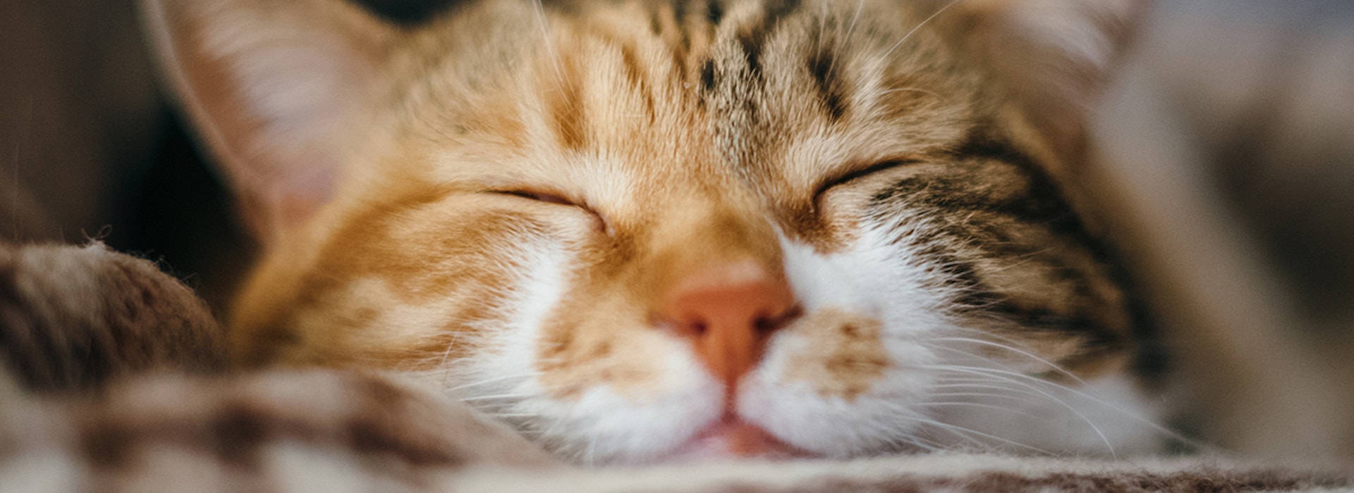 WHISKAS Guide To Understanding Cat Breeds And How To Care For Them